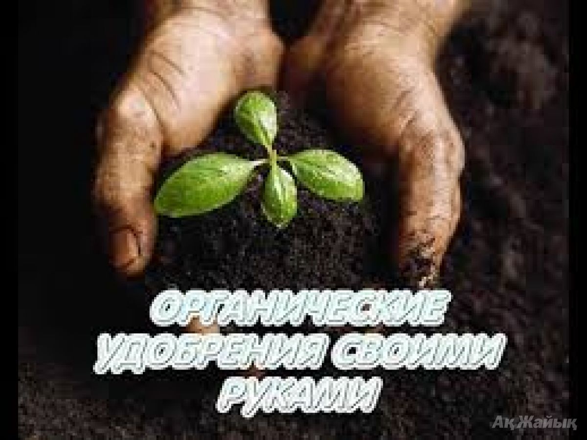 Подкормки для комнатных цветов своими руками Подкормки для комнатных цветов своими руками